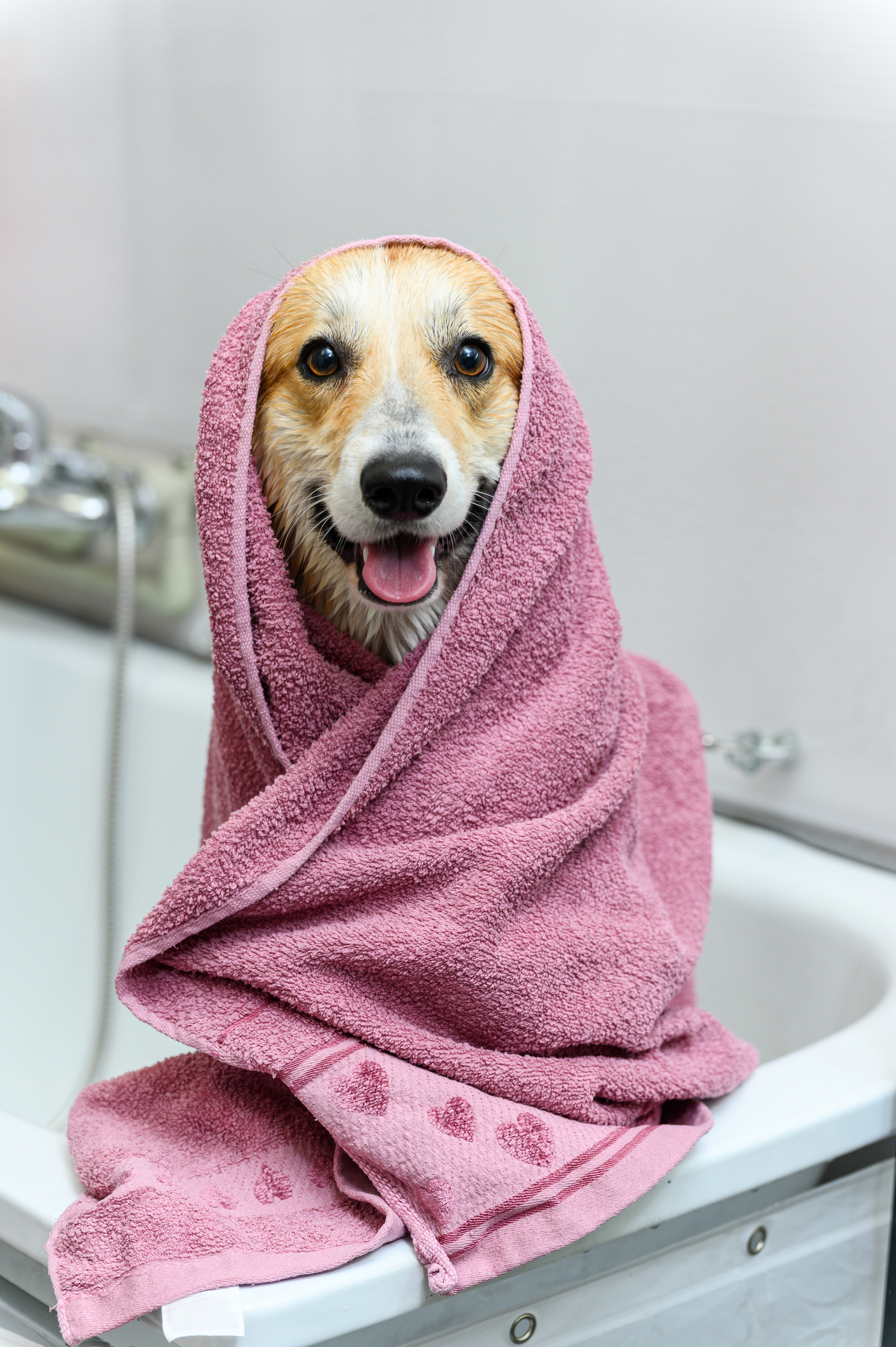 Wet dog wrapped in pink towel after bath at Good Mojo Dog Manor in Milford, NH.