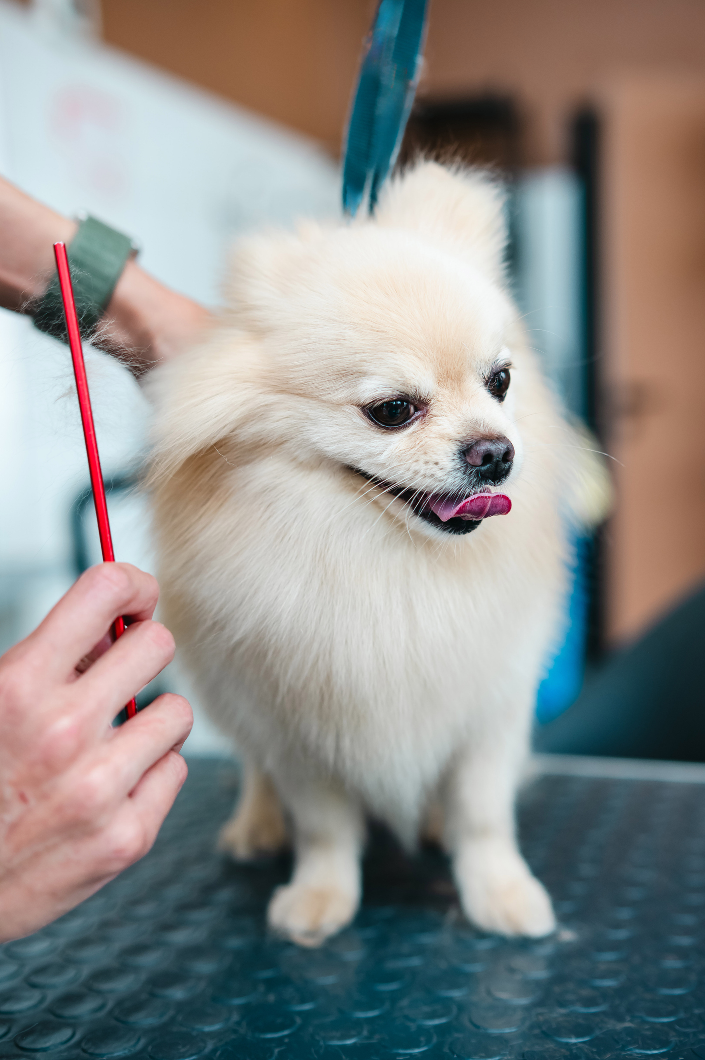 A Pomeranian is combed at Good Mojo Dog Manor in Milford, NH.