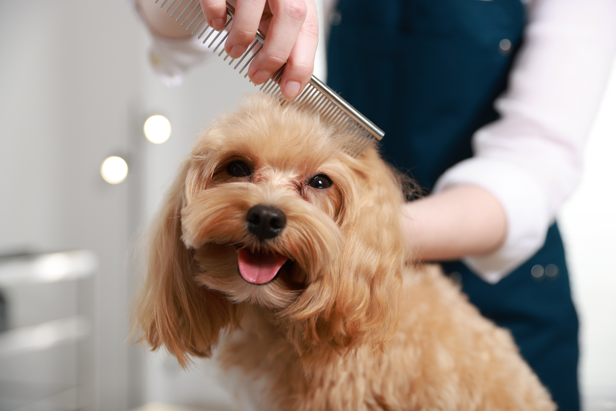 Woman brushing dog's hair with comb at Good Mojo Dog Manor in Milford, NH.